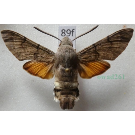 Macroglossum stellatarum (Linnaeus, 1758) Fruczak gołąbek Czech89f